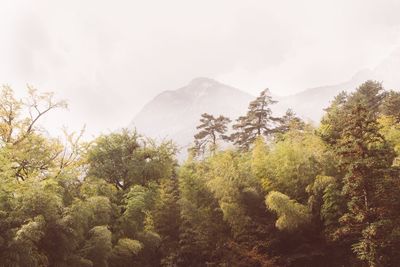 Low angle view of trees against sky