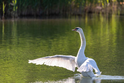 View of a bird flying over lake