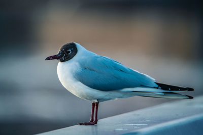 Close-up of seagull perching on railing