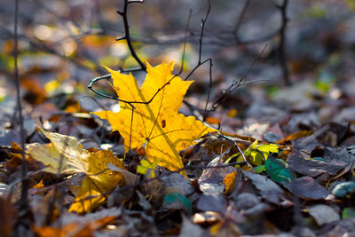 Close-up of maple leaves on fallen tree