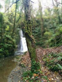 Tree trunk in forest