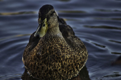 Close-up of a duck in lake