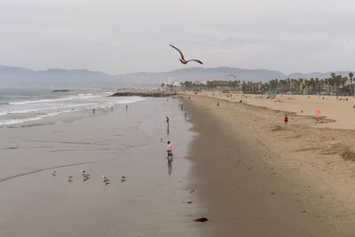 Seagulls flying over beach against sky