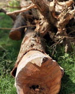 Close-up of tree stump