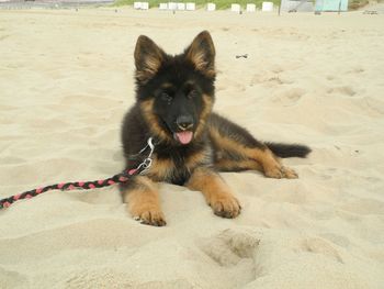 Dog with dog in background