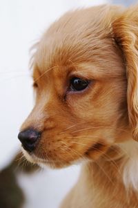 Close-up of dog at home