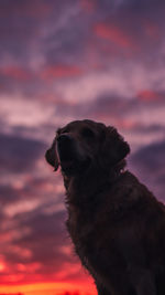Dog looking away against sky