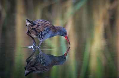 Close-up of a duck