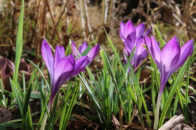 Close-up of purple crocus flowers on field
