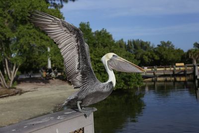 Close-up of swan on lake against sky