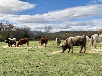 Horses grazing in a field