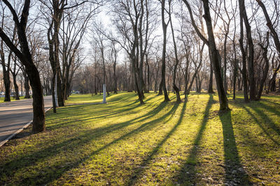 Trees on field