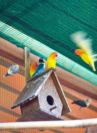 Low angle view of parrots perching on birdhouse