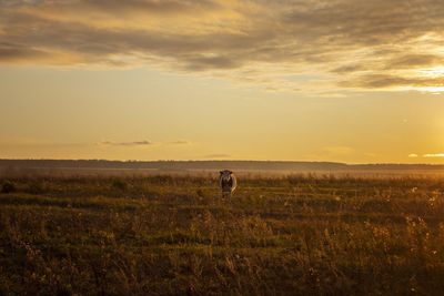 Scenic view of field against sky during sunset