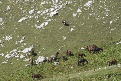 High angle view of horses on field