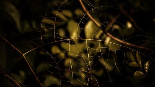 Close up of leaf