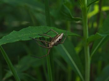 Close-up of insect on leaf