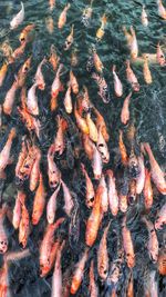 High angle view of koi carps swimming in lake