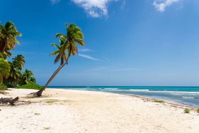 Scenic view of palm tree at sea against sky