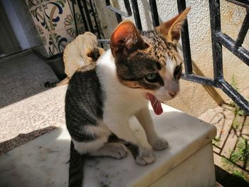 Cat sitting on looking away