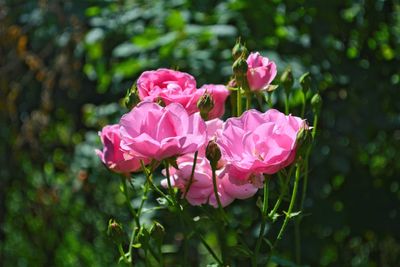 Close-up of pink flowers blooming outdoors