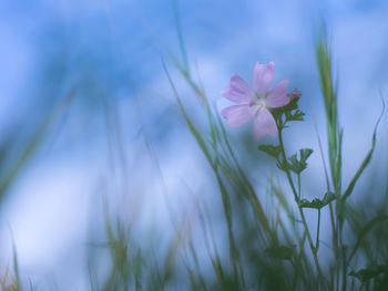 Close-up of pink flowers blooming outdoors