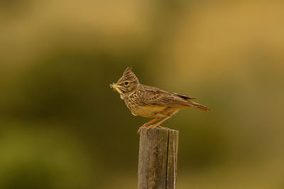 Close-up of bird perching on wooden post