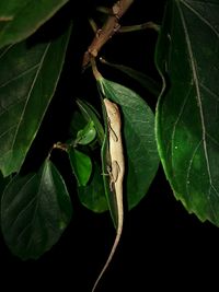 Close-up of insect on leaf