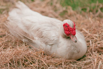 Close-up of muscovy duck resting in nest