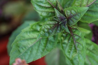 Close-up of fresh green leaves