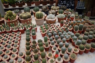 High angle view of potted plants for sale at market