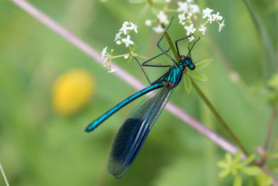 Close-up of damselfly on plant