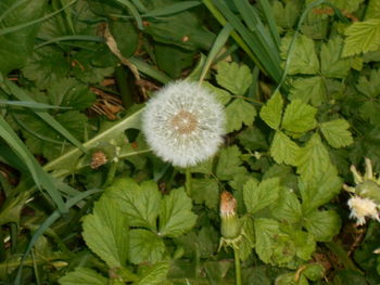 plant