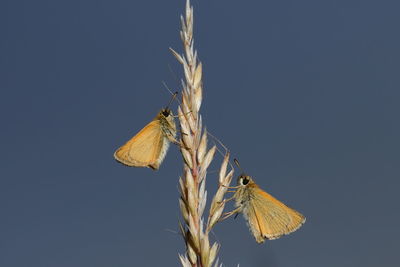 Close-up of butterfly on plant against clear sky