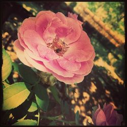 Close-up of pink flowers