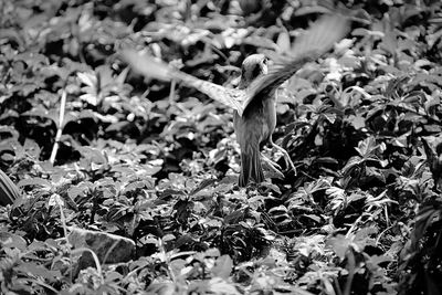 Close-up of flowering plant leaves on land