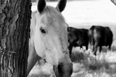 Shy horse hiding behind tree