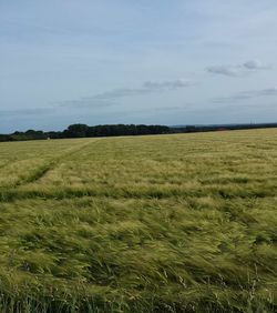 Scenic view of agricultural field against sky