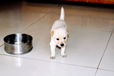 High angle view of dog sitting on tiled floor