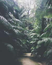 Palm trees amidst plants