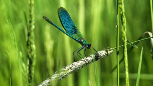 Close-up of insect on grass