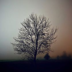 tree