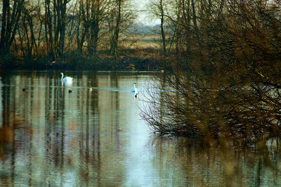 View of birds in lake