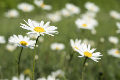 Close-up of white daisy flowers on field