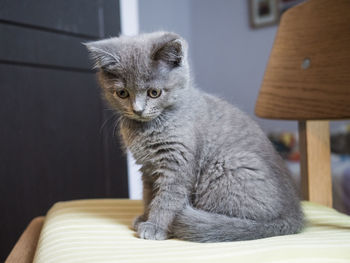 Close-up of kitten sitting on chair