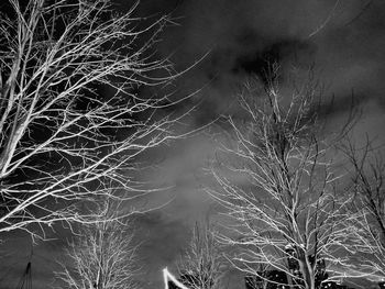 Close-up of bare tree at night