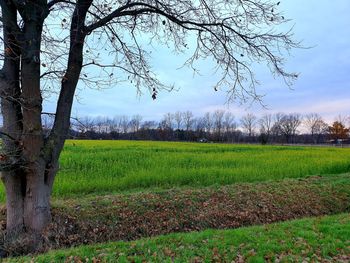 Scenic view of field against sky