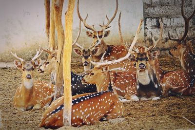 Deer in a field