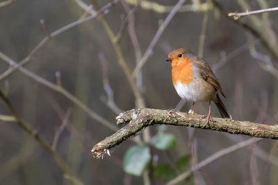 Close-up of bird perching on tree