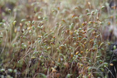 Close-up of flowering plants on field